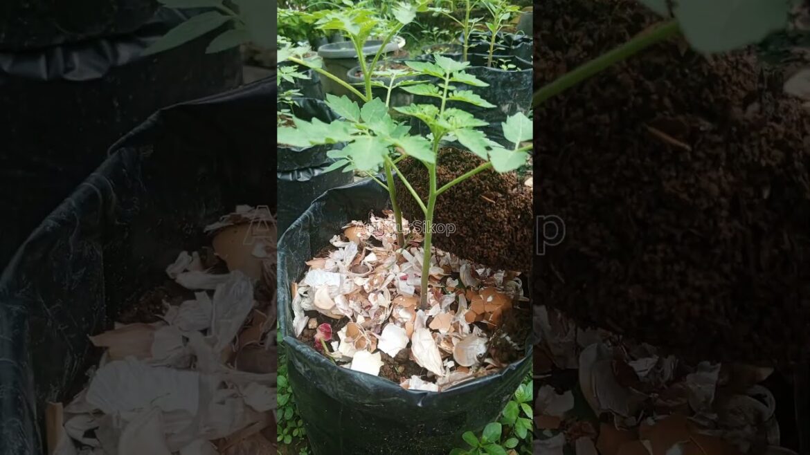 Organic fertilizer for tomato plants🍅 #organicfarming Organic fertilizer for tomato plants🍅 #organicfarming