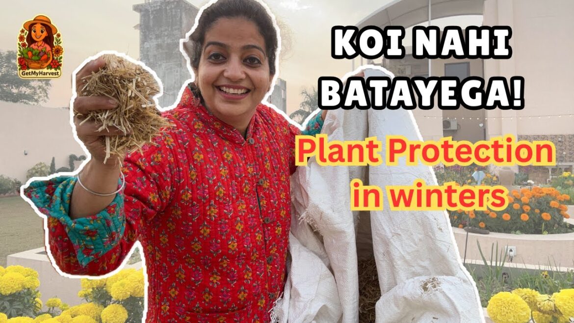 Winter Plant Protection Ka Raaz 🤫 December Gardening Tips Winter Plant Protection Ka Raaz 🤫 December Gardening Tips