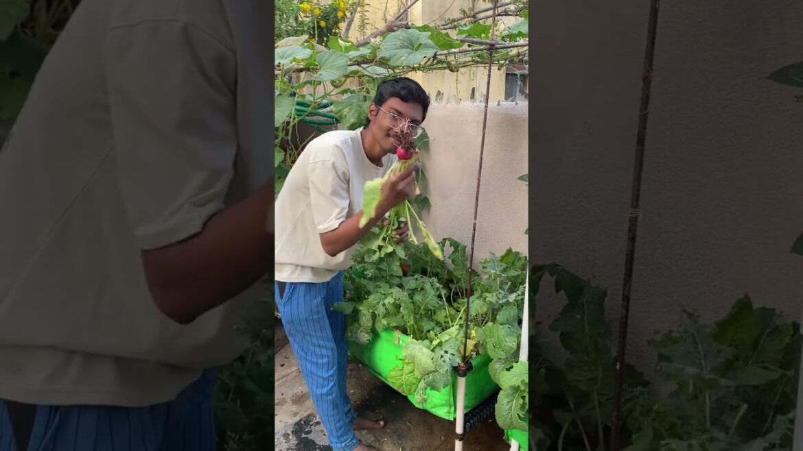 Harvesting winter vegetables in our garden 🫶.