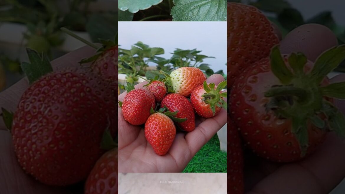 ab aaygi badi strawberries 🍓🤩 #strawberries #strawberry #growyourownfood #gardeningtips