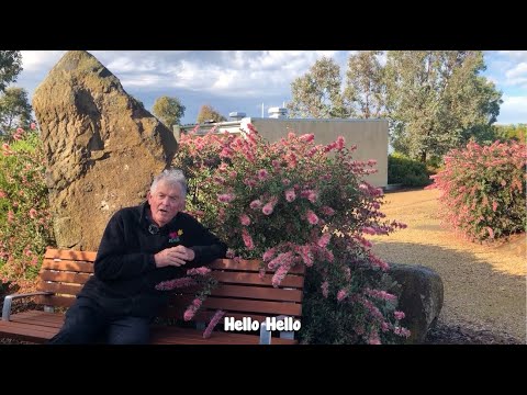 This is How to Create The Perfect Australian Native Garden This is How to Create The Perfect Australian Native Garden