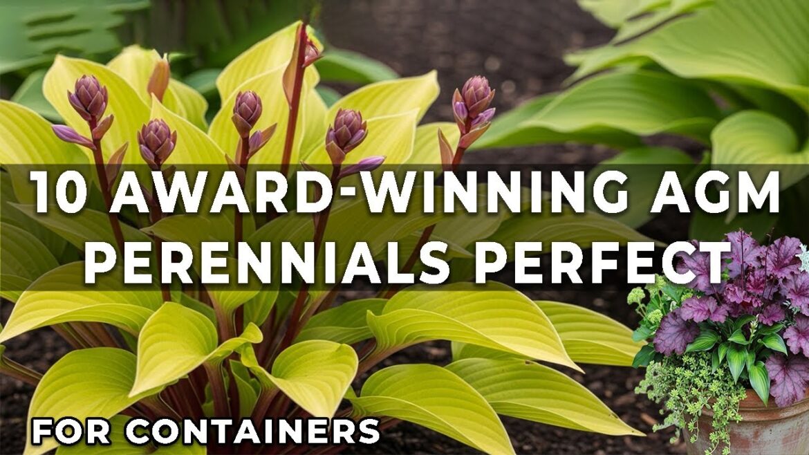 10 Award-Winning AGM Perennials Perfect for Containers 10 Award-Winning AGM Perennials Perfect for Containers