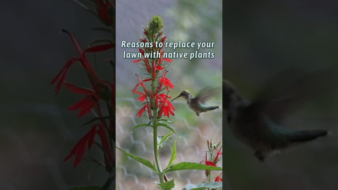 Replace grass with native plants and LIFE will appear #nativeplants #gardening  #nature