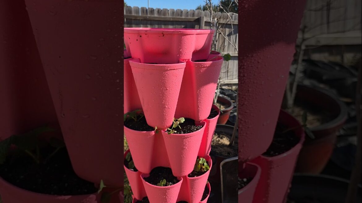 My Strawberry 🍓 Greenstalk planter❣️