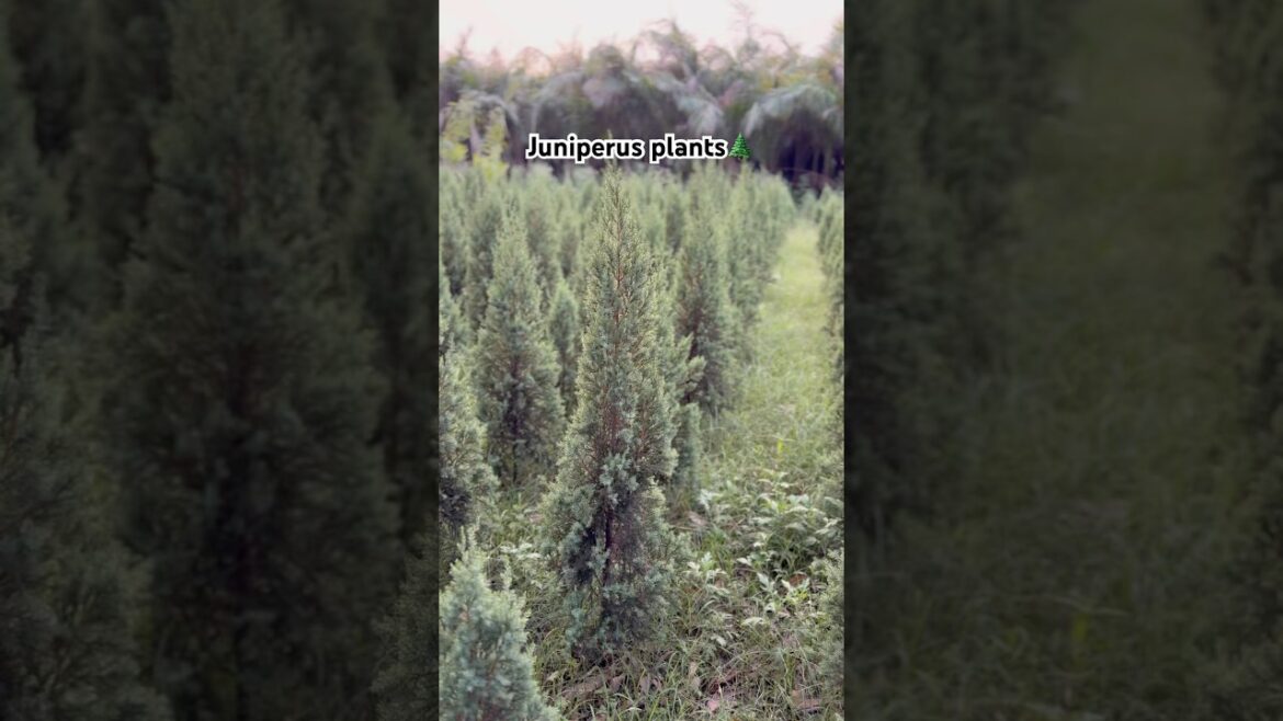 Juniperus plants 🪴 available@WorldPlantation.nursery #nursery #garden #plantsofindia #supply