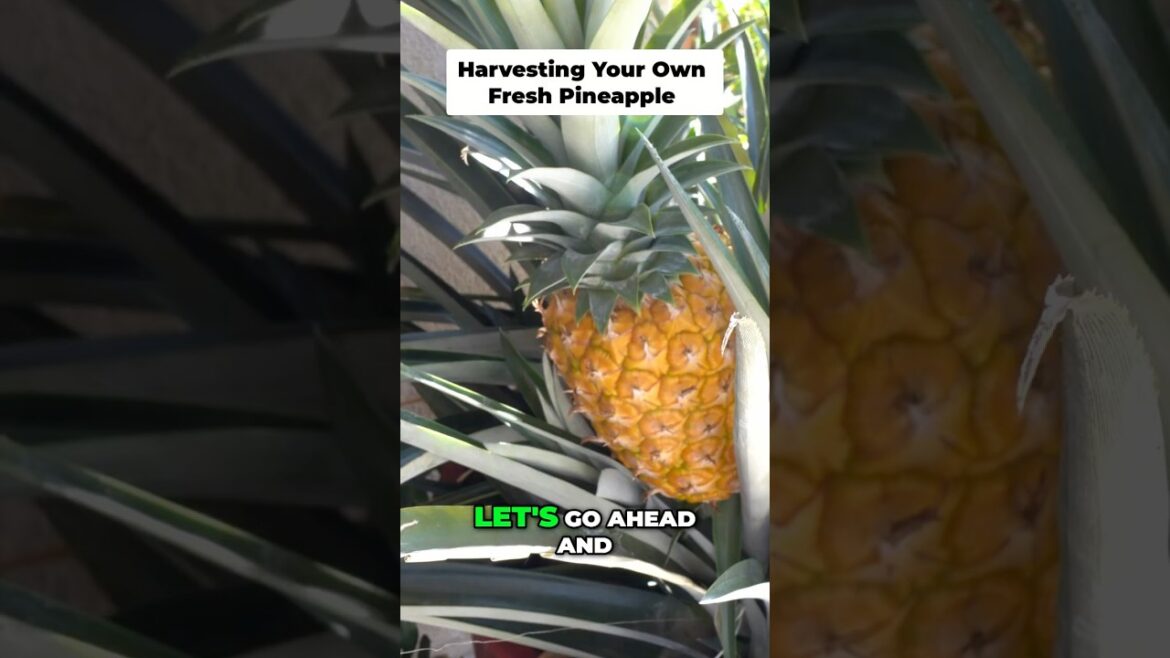 EPIC Pineapple Harvest from POTS! 🍍🏺