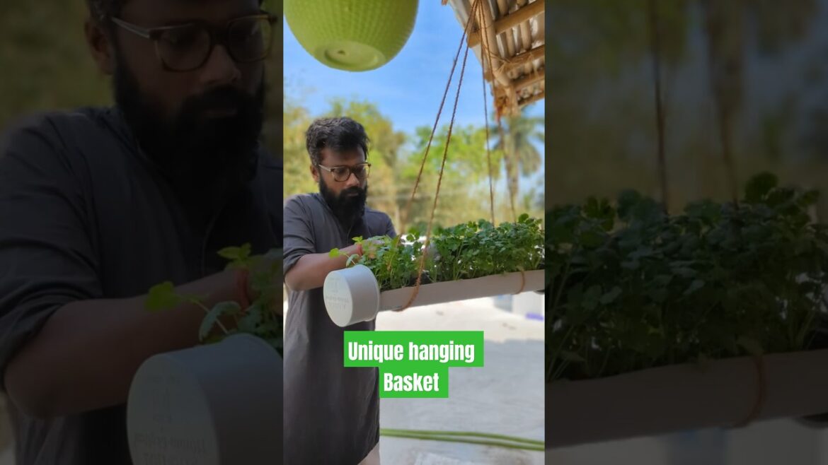 Part 2: Pipe me Dhaniya Harvesting #plantation #coriander ##garden