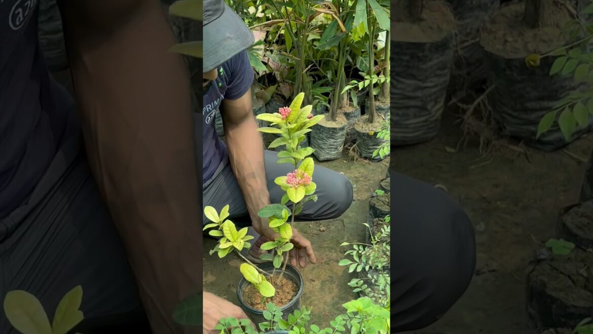 exora plant best gardening tips part 72 #gardningtips #houseplants #plantlovers exora plant best gardening tips part 72 #gardningtips #houseplants #plantlovers