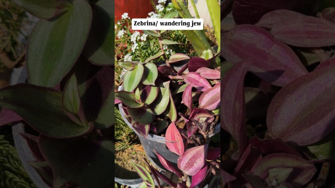 Low maintenance Colourful plants suggestion #shorts #youtube #gardening #ytshorts #shortsfeed