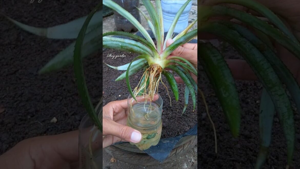 Tips Menanam NANAS #garden #tanaman #menanam #berkebun #gardening