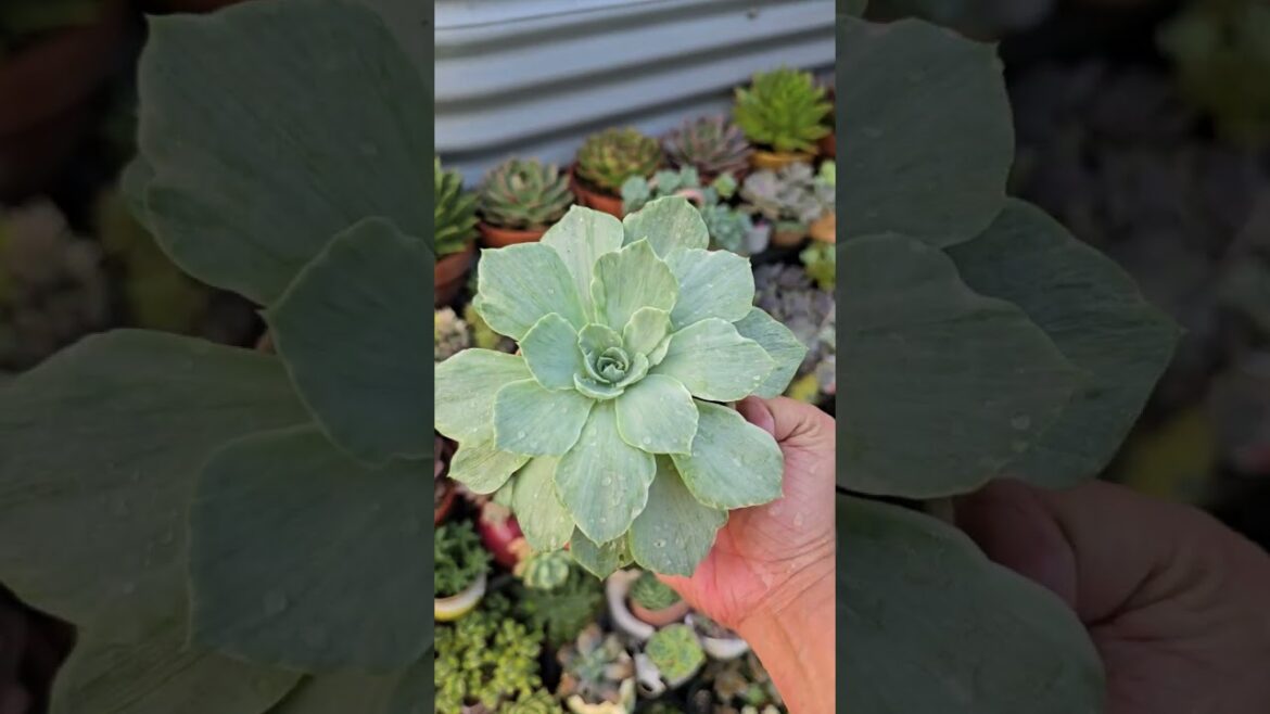 Echeveria silver Queen variegata  | bikolanahardinera #shortvideo #succulent #garden