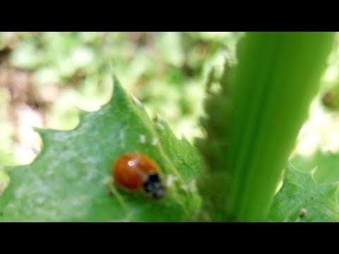 Garden Plans for 2026 π¨ + Podcast Update Garden Plans for 2026 π¨ + Podcast Update