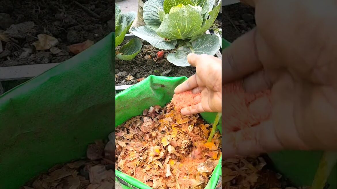 tomato plant growing tips #shortsvideo #gardening #organicfarming