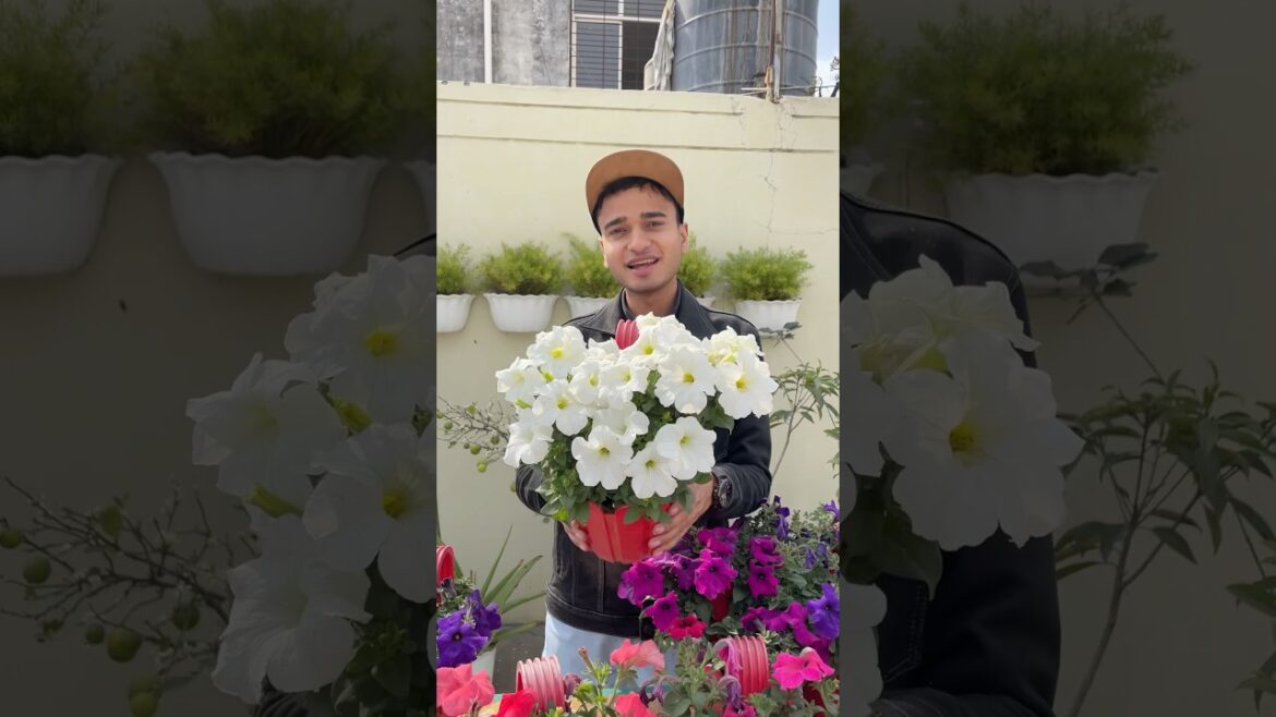 Secret Tips For Petunia