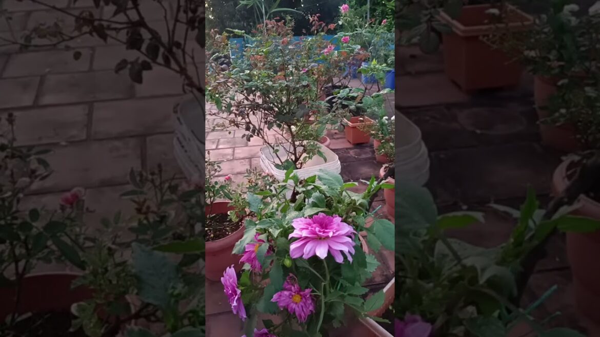 Live highlight #Rose Garden tips#gardening community#viral #trending#shorts#short video #shorts feed