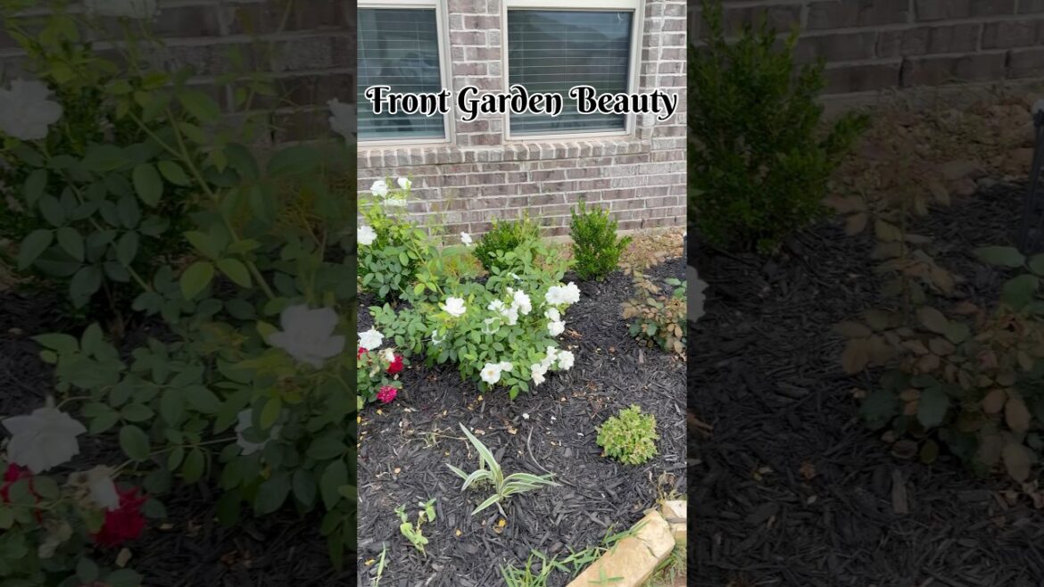 Where every bloom says ‘welcome’ 🌷✨|| Front Yard Gardening || USA Telugu Vlogs  #frontyardgarden