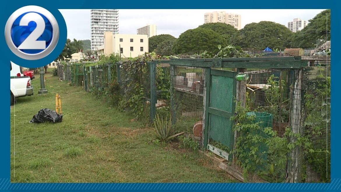 Makiki Community Garden hit again as fencing plans remain unfinished
