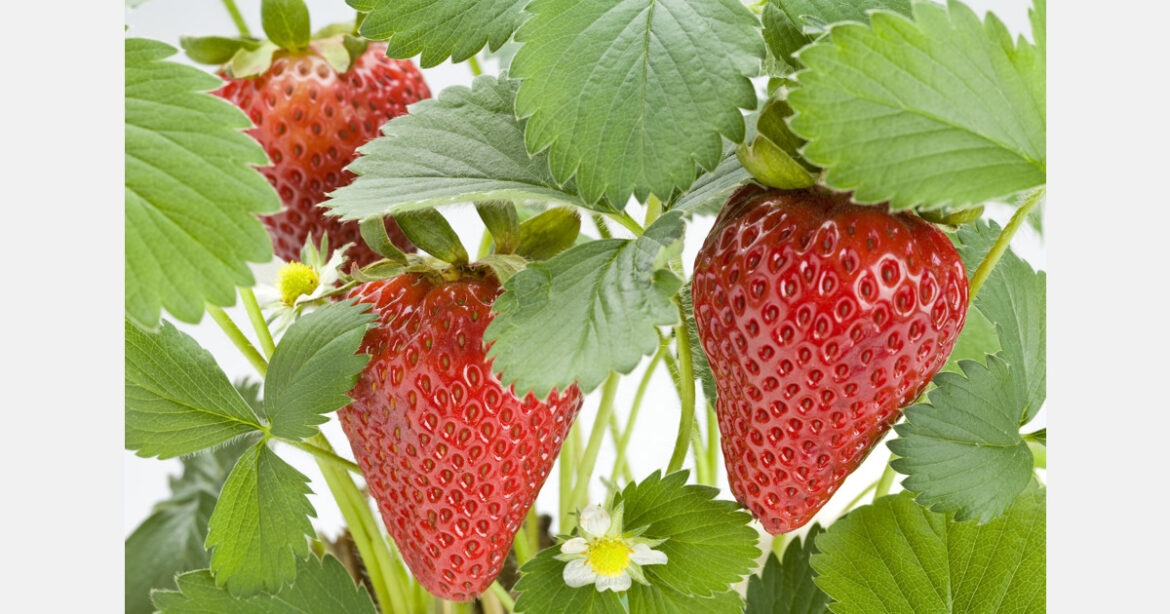 Creating a strawberry garden that doubles as a leisure space