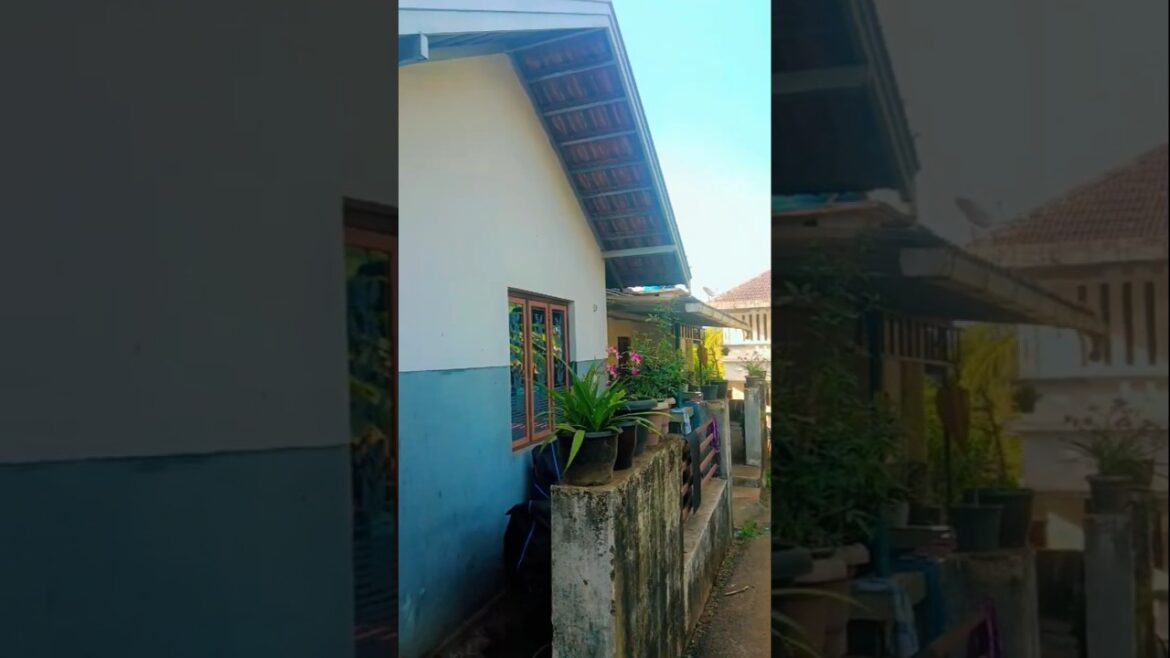 വീട്ടിൽപോയാലും ചെടിയുടെ പുറകെ തന്നെ🥰#trending #garden #shorts #viral #flowers #home #nature #plants