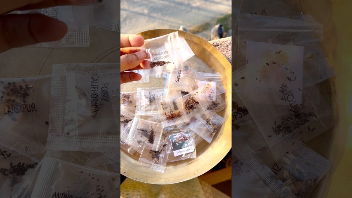 Grow Summer Flowers from Seeds | Save Money on Gardening 🌸 #garden #plants #gardening