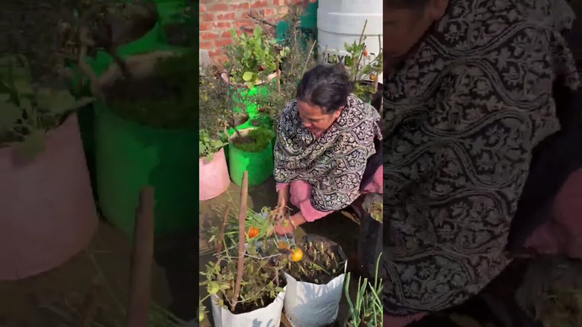 बिल्कुल simple टेरेस गार्डन की वेजिटेबल है ये (हरा प्याज)| #gardening #organic #harvest #viral