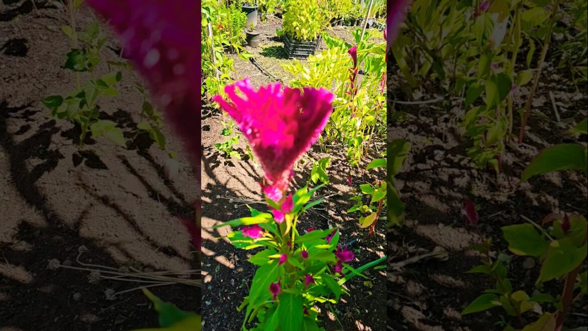 how to fill your garden with endless supply of veggies.