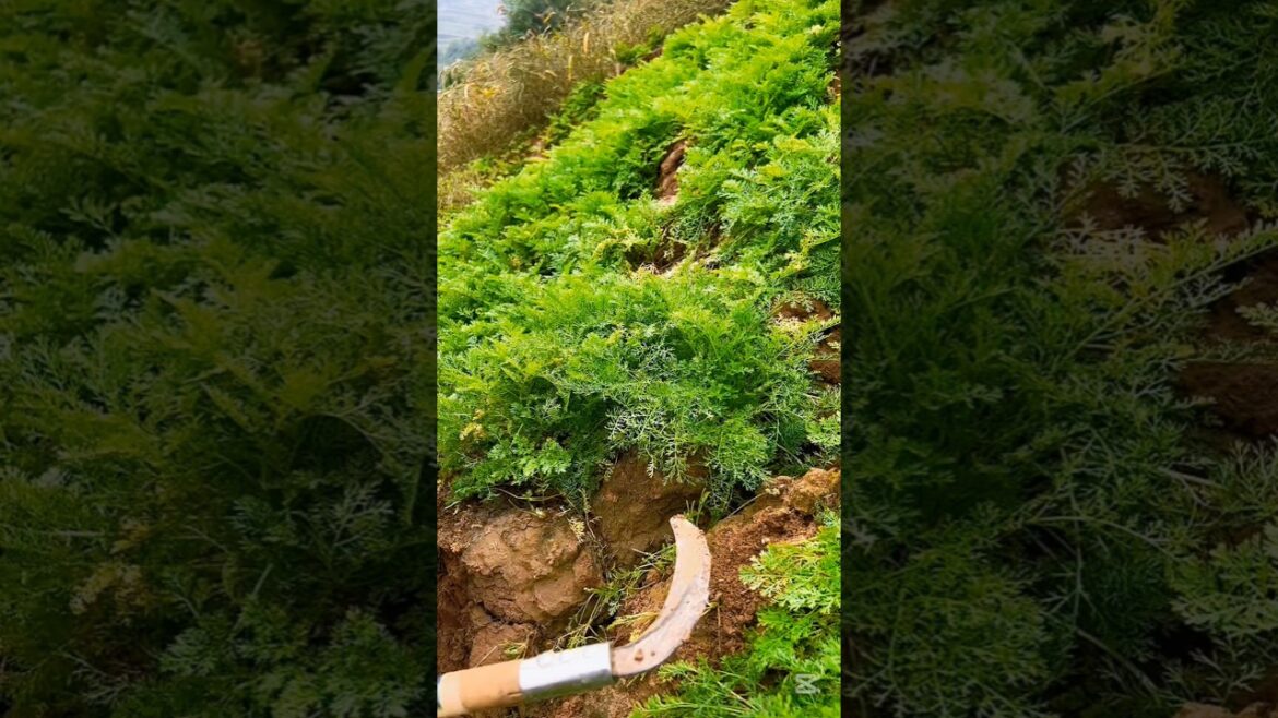 This weed is edible, but most people don't know #plantlover #plant