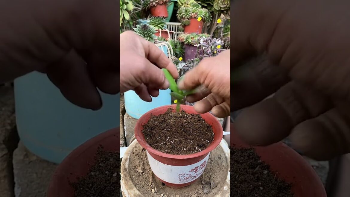 How to Propagate Jade Plants from Cuttings: Step-by-Step Guide