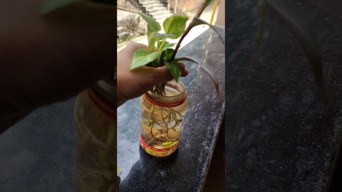 🌱🌱useful gardening tips 🙃#shorts  #plantlover #naturelovers #youtubeshorts #interesting