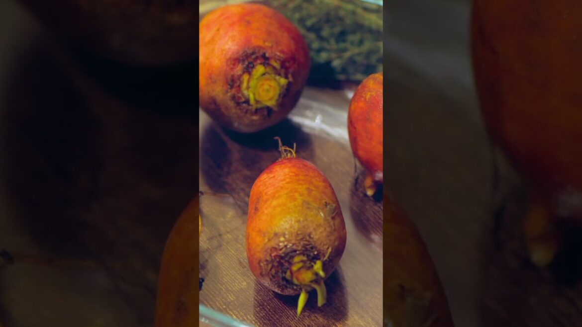 Stop Thinking in Plants and Start Thinking in Portions🌿