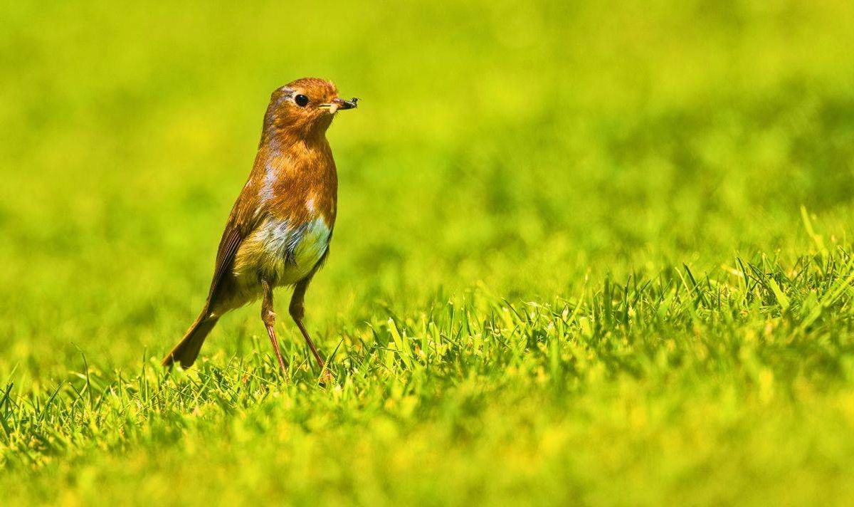 Picture of a thin robin