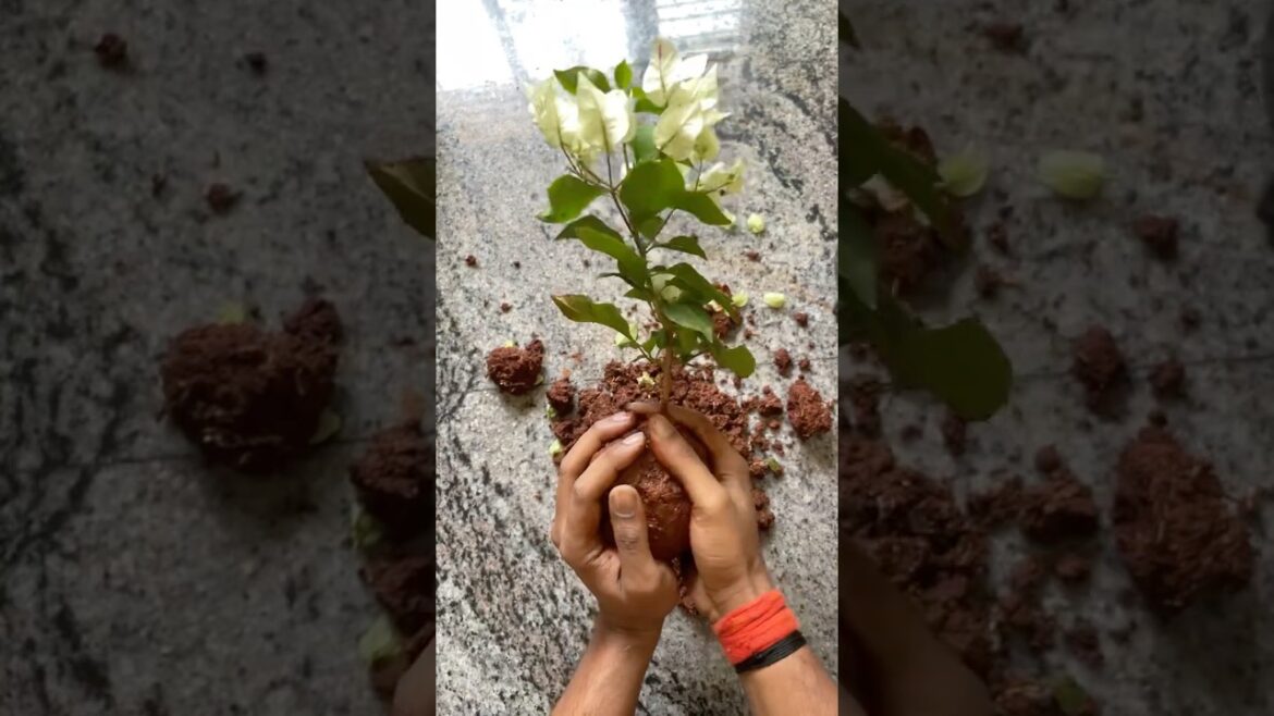 Taking My Bougainvillea Plant for Travel 😄🌿 | Gardening Fun | Plant Lover Life #viral #shorts #yt