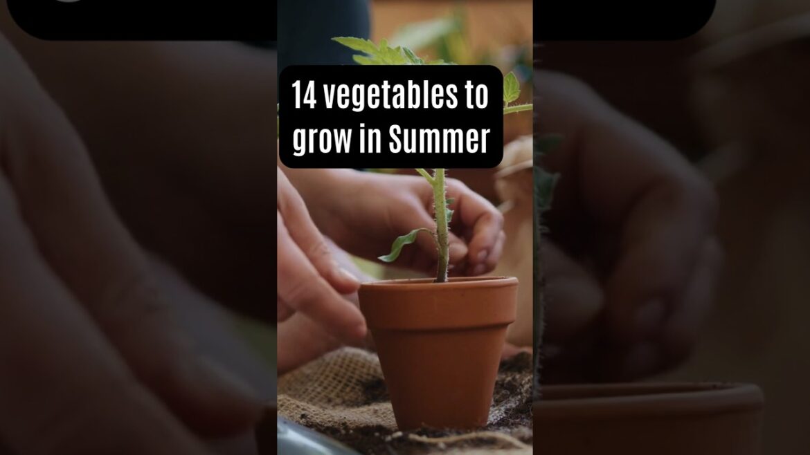 14 types of Summer Vegetables grow in every Garden |seeds| seedbasket #homegarden #summervegetables