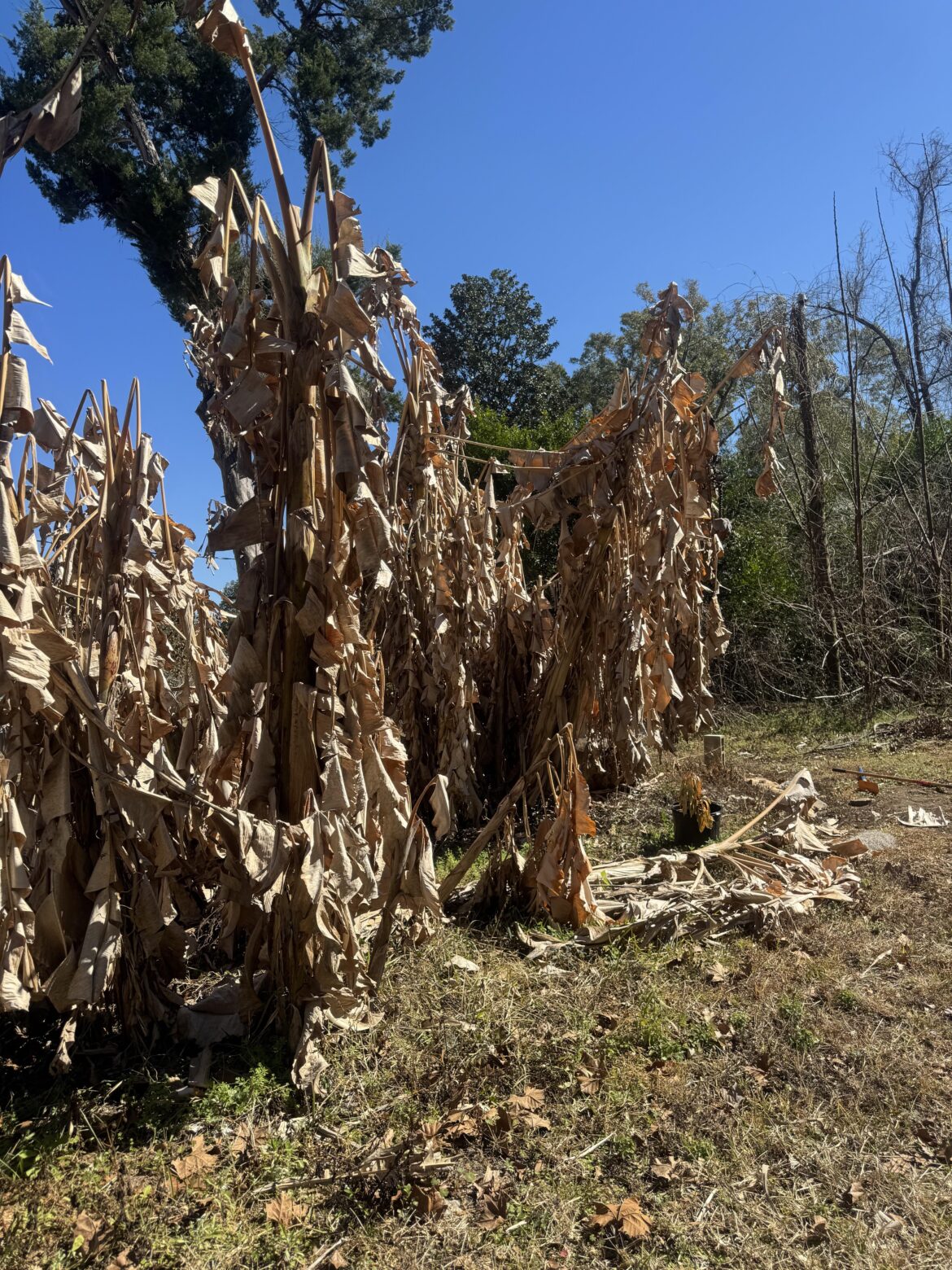 My poor, poor bananas did not enjoy the prolonged freeze in central Florida last week