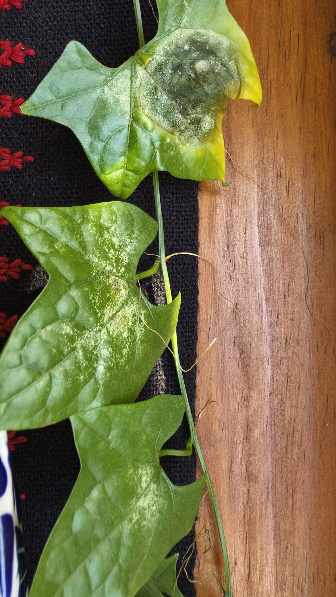 Help gerrardanthus macrorizus leaves
