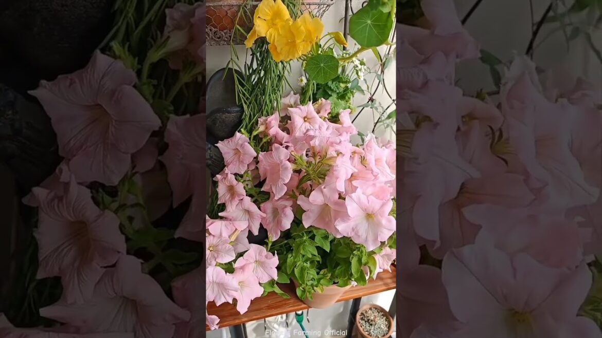 Gardening Hacks For a Stunning Home 🏡🪴 #homedecor #gardening #diy #satisfying #asmr #yard #cozyhome