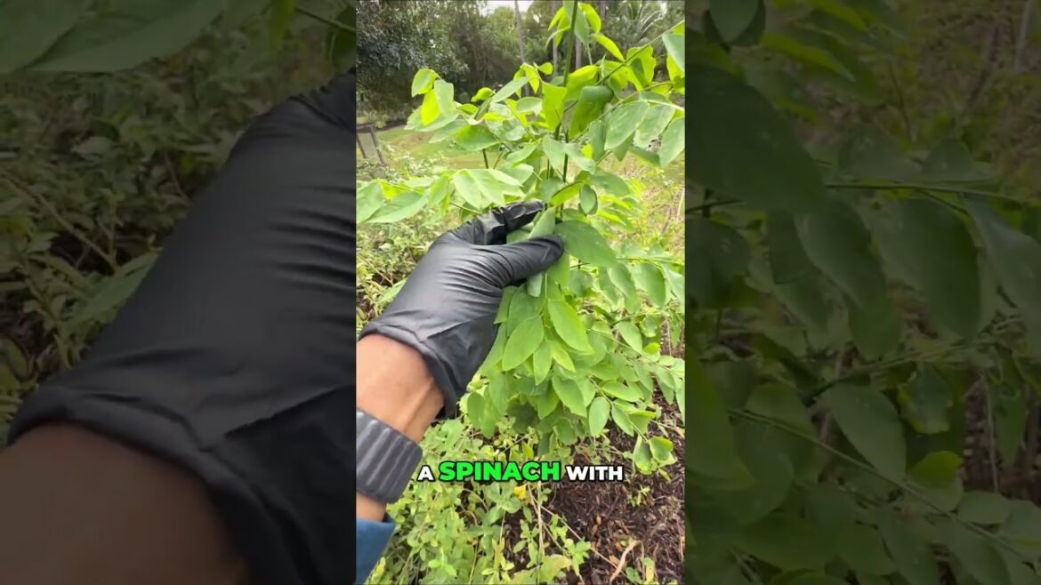 Florida Garden Secrets  Grow Katuk Like a Pro!
