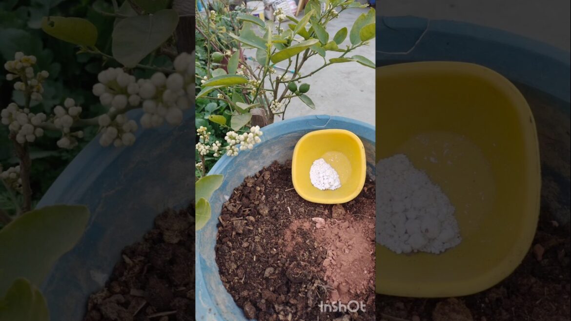 रामबाण नुस्खा,नींबू के फूल झड़ने से रोकने का/ #gardening #fertilizer #ytshorts #terracegarden #tips