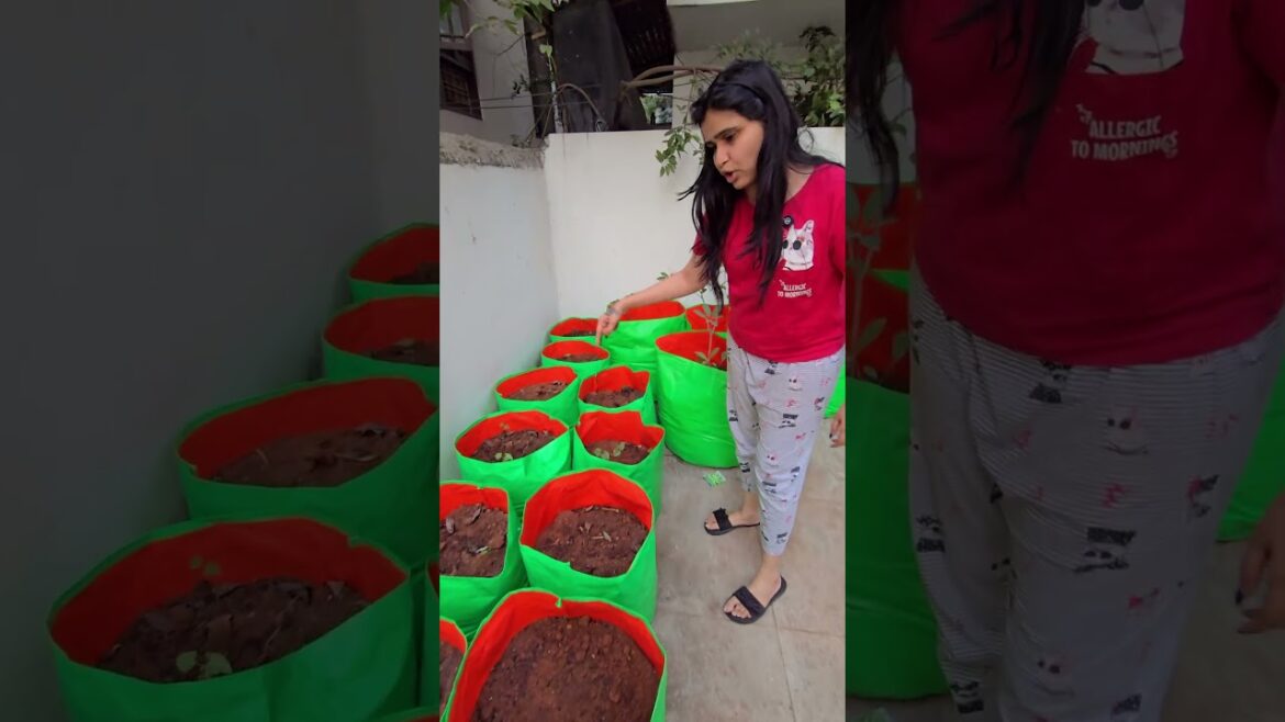 home garden update 🤣😍🪴 #trending #gardening #organic #vegetables #fruits #grow #home #youtubeshorts