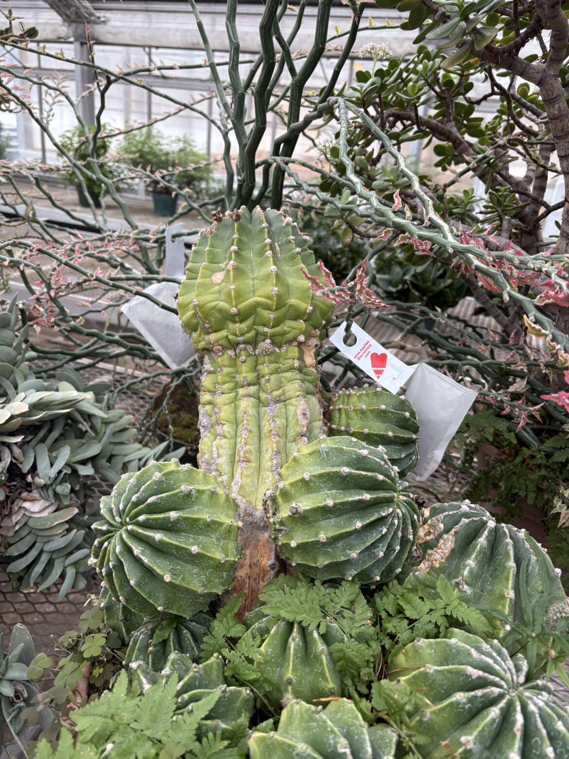 Best cactus I’ve come across to date