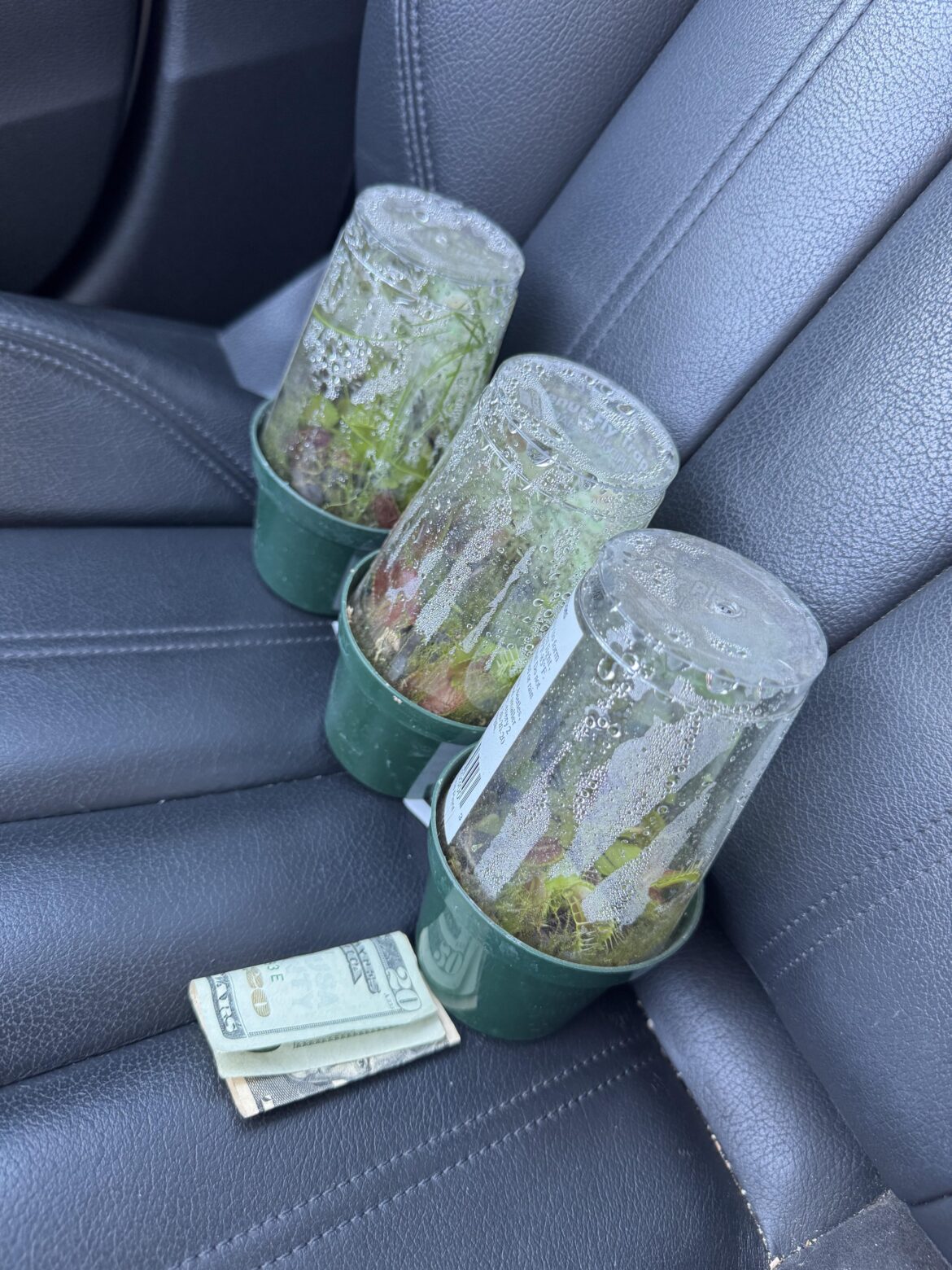 Bought a few more flytraps traps and found $20 in the parking lot