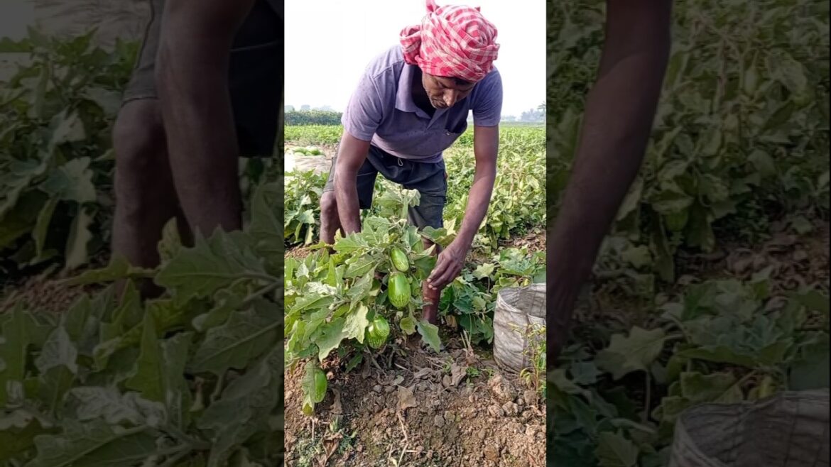 Organic Brinjal Harvesting at Morning Light 🌱 #shorts