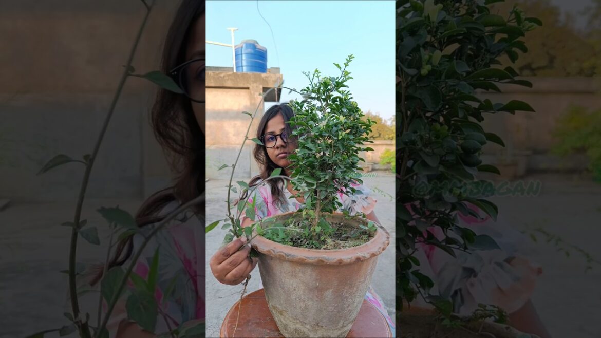 গাছটা কেনার কোনো প্ল্যানিং ছিলোনা আমার #shorts