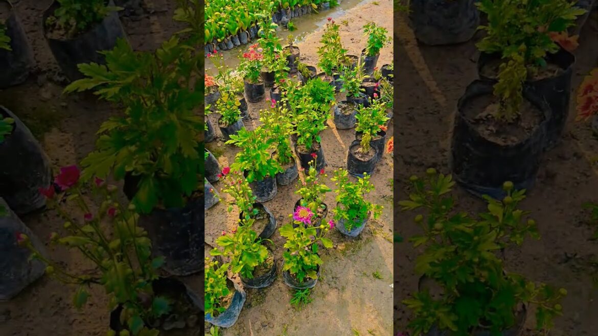 Jawani Jan e mon #garden #gardening #flowers #nursery #UpdateGardening #chadbagan