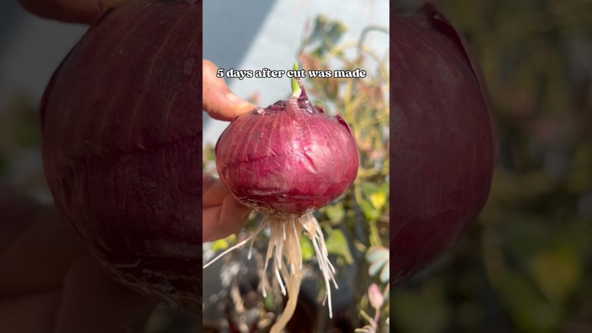 Sprouting onion  #gardeningideas #gardeningtips #ediblegardening #youtubeshorts