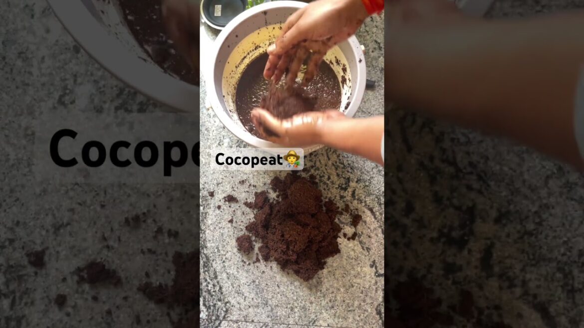 Why Cocopeat is Important 🌱 | Best Soil for Terrace & Balcony Gardening | Gardening Basics#funny