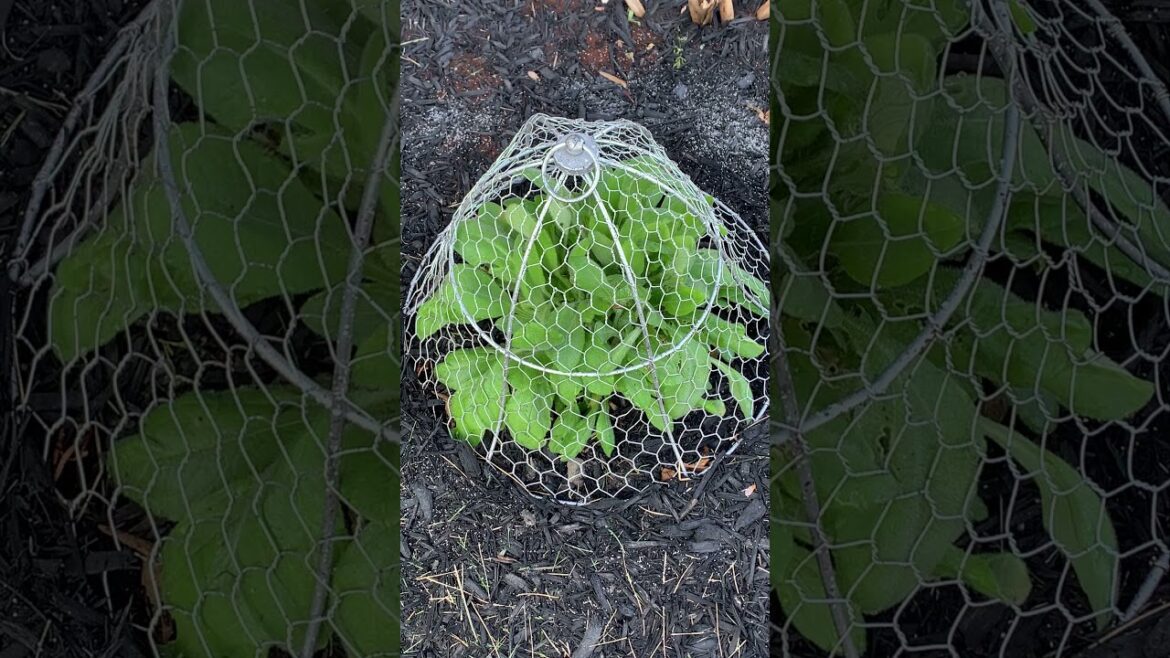 She Wants to Be Free! #blackeyedsusan #plantprotection