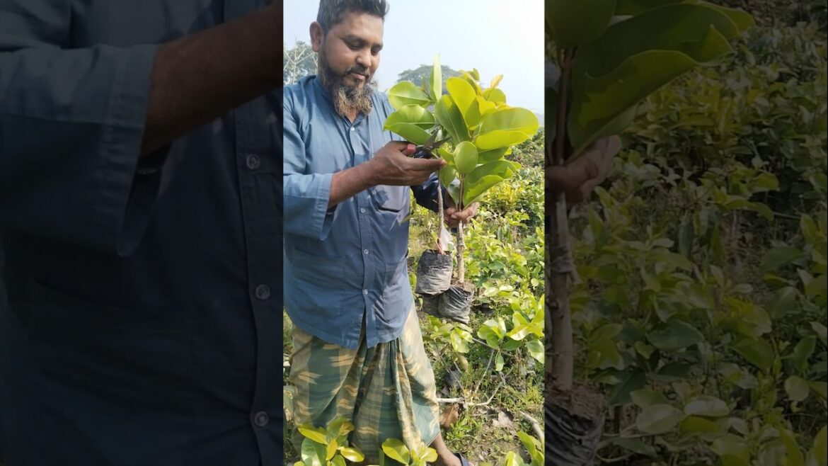 Thai king jum plant #shorts #fruitplants #viral Thai king jum plant #shorts #fruitplants #viral