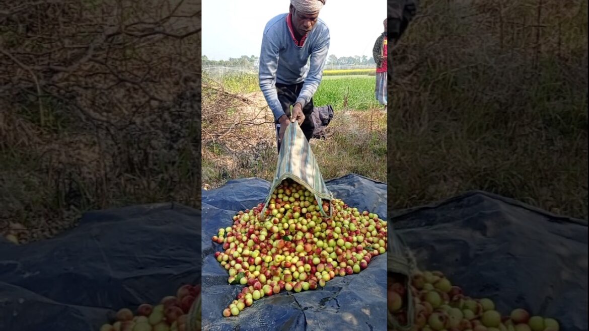 Red Apple Ber Harvest Season 🍎 | Amazing & Natural Facts #shorts