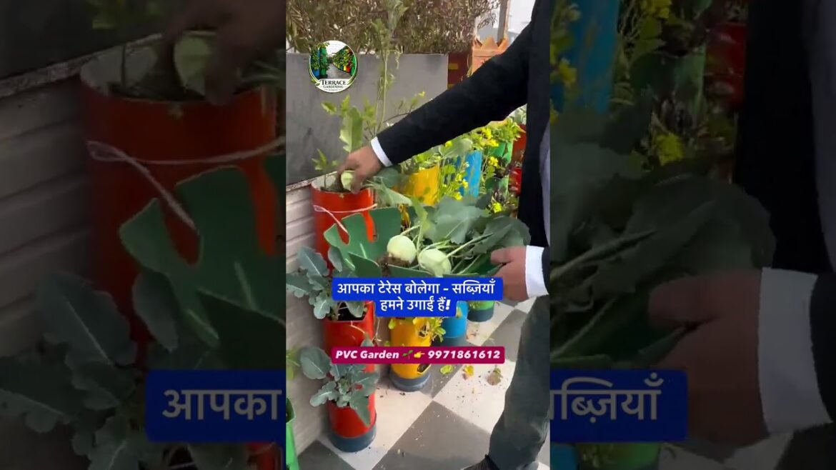 PVC Garden – बोलते नहीं, सब्ज़ियाँ रिज़ल्ट दिखाती हैं!